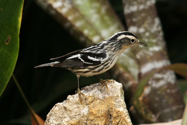 540_Black-and-white Warbler